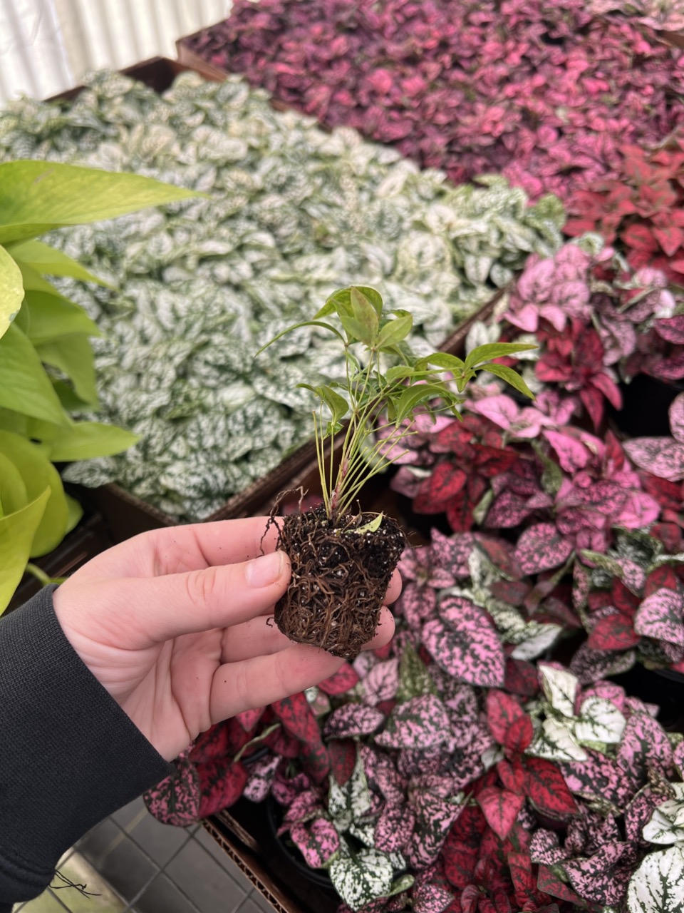 Hoya desvoeuxensis ($68) from @ThePlantQueen