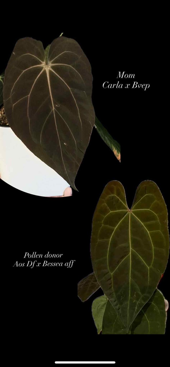 Carla x BVEP) x (AoS x Besseae Aff) seedlings ($45) from