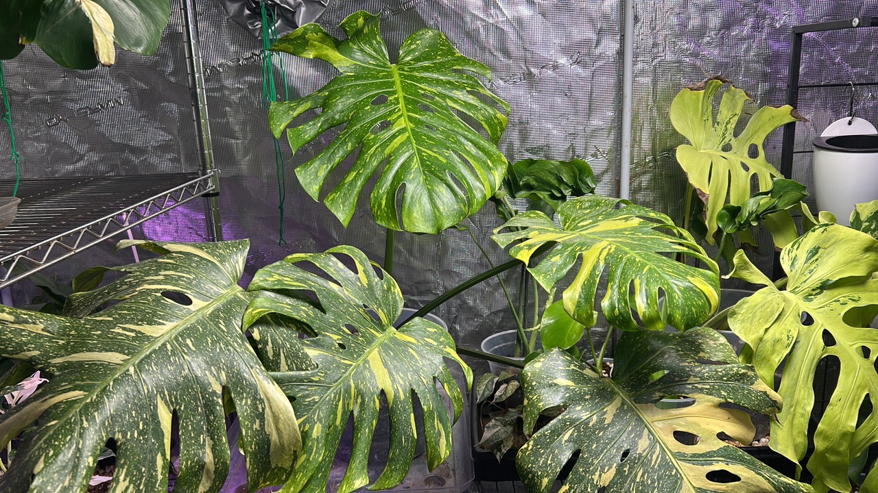 Monstera Electrolyte - HUGE! ($2500) from @PlantsbyVC