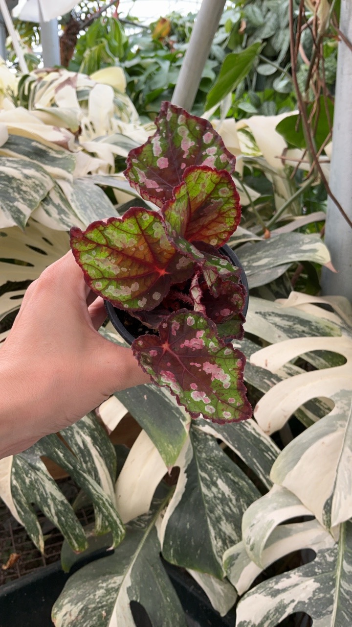 PS-7473 Begonia 'Steve's Leaves Yellow Jacket' ($12) from