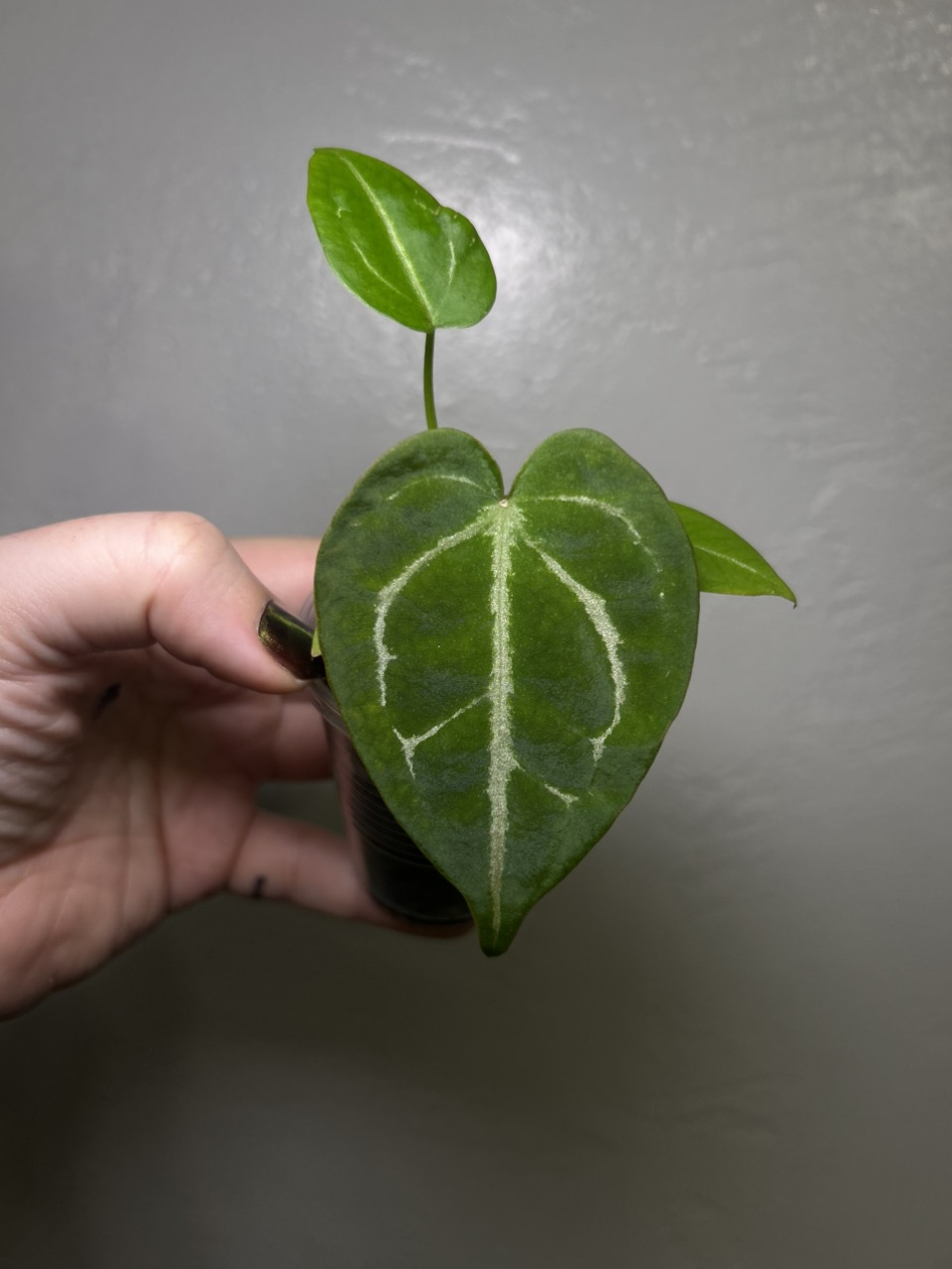 B Anthurium SKG Silver x Dk Forgetii ($18) from @CatherineStarr