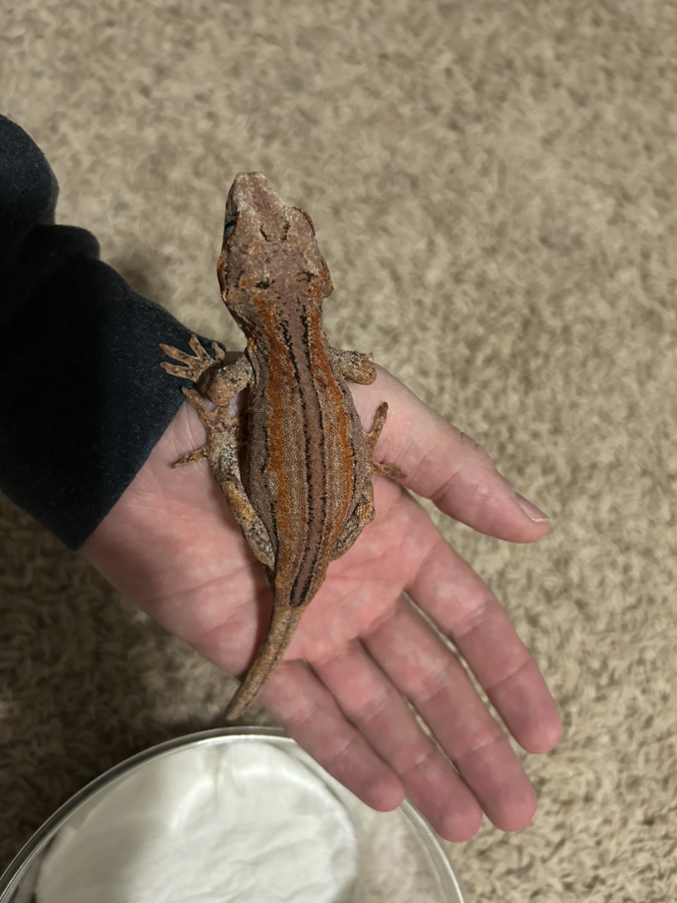 Purple line orange stripe gargoyle gecko ($700) from