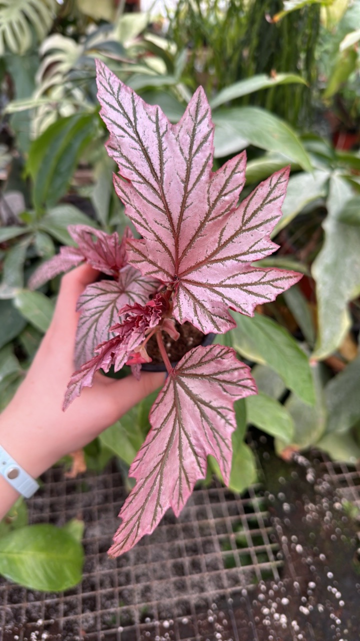 PS-8975 Begonia 'Lamoon' ($200) from @StevesLeavesInc
