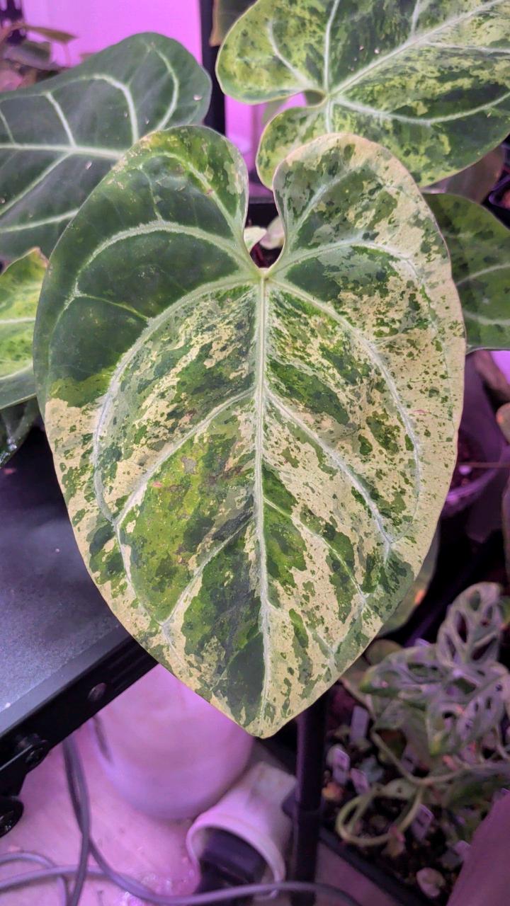 anthurium variegated papi x (RC x aos) ($899) from