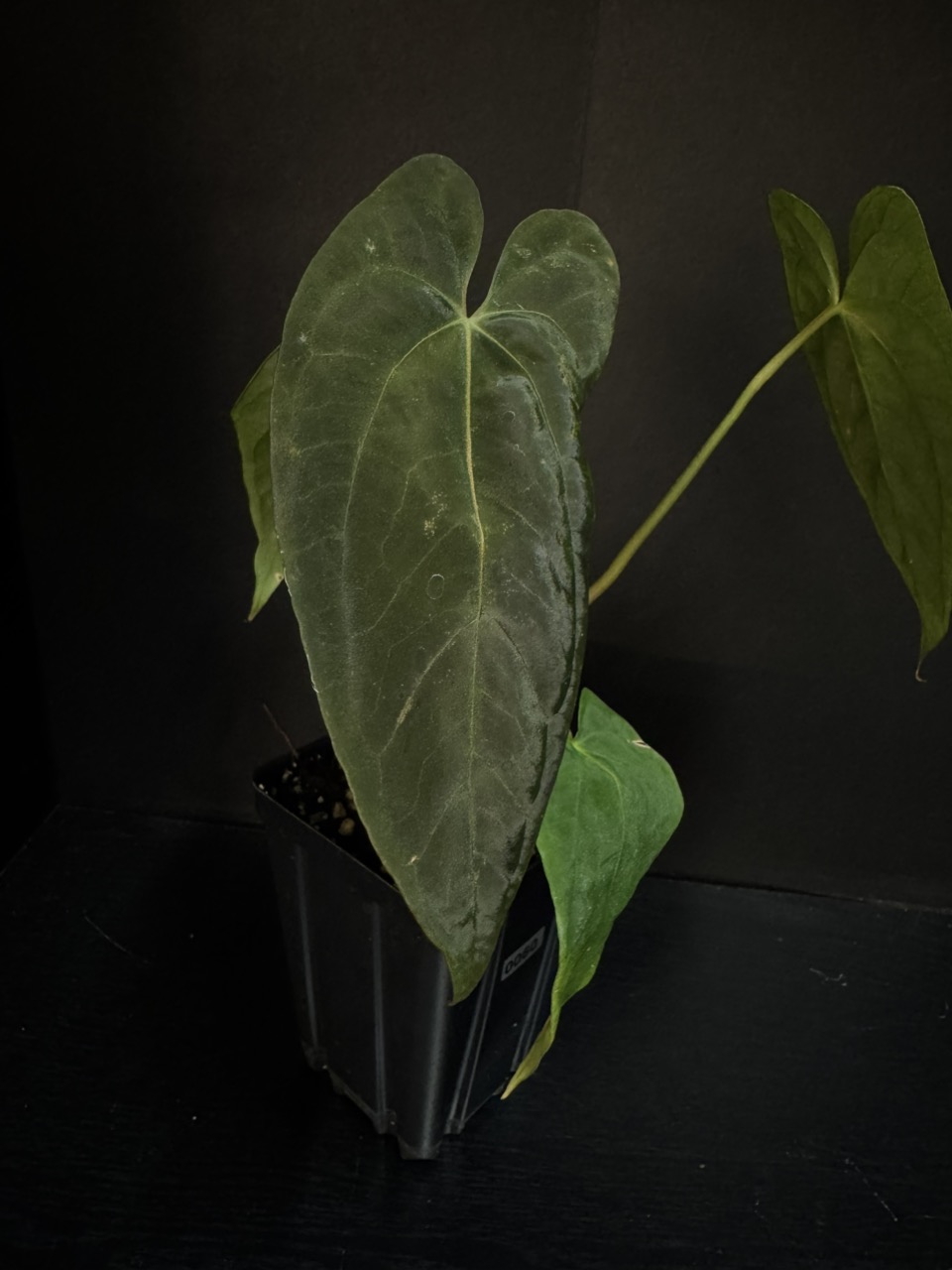 0084 Funky Dark Mama x Pink Lemonade ($125) from @Aroidica