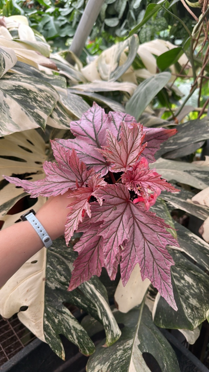 PS-7825 Begonia 'Lamoon' ($210) from @StevesLeavesInc