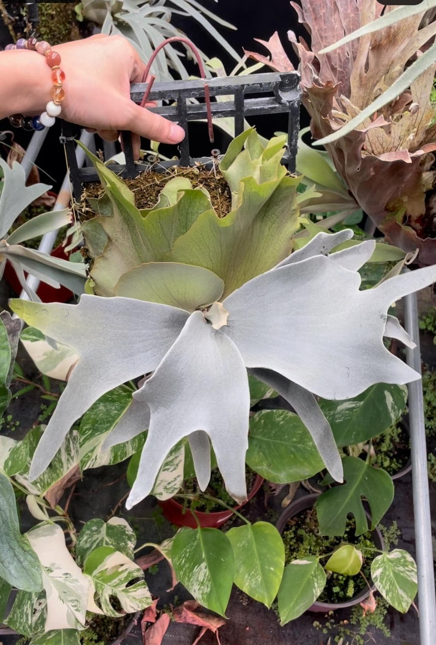 【ご予約】Platycerium woot#9 (spore) Platycerium Woot #9 spore #1 select pup ($400) from @HCorchids