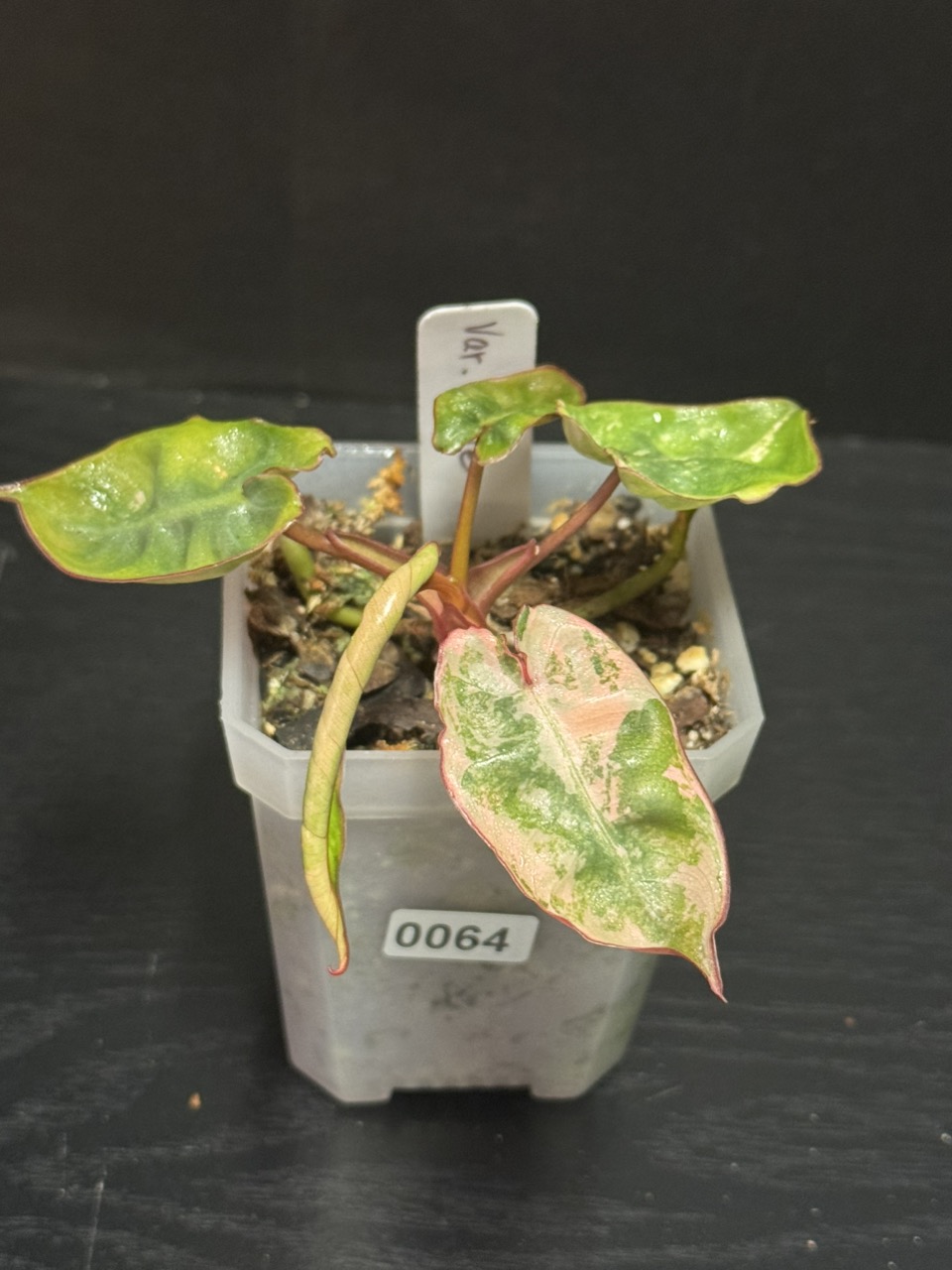 0084 Funky Dark Mama x Pink Lemonade ($125) from @Aroidica