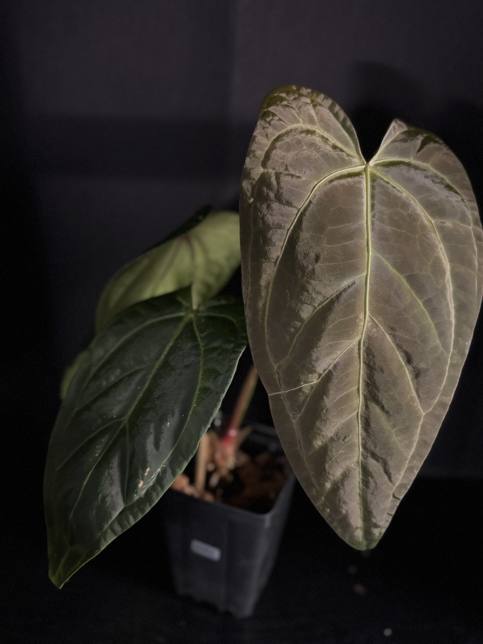0084 Funky Dark Mama x Pink Lemonade ($125) from @Aroidica