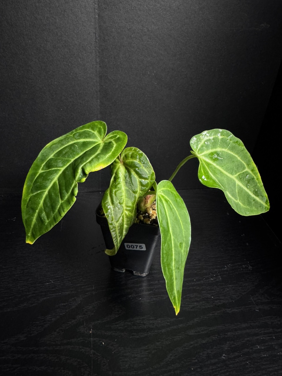 Mami 0084 Funky Dark Mama x Pink Lemonade ($125) from @Aroidica