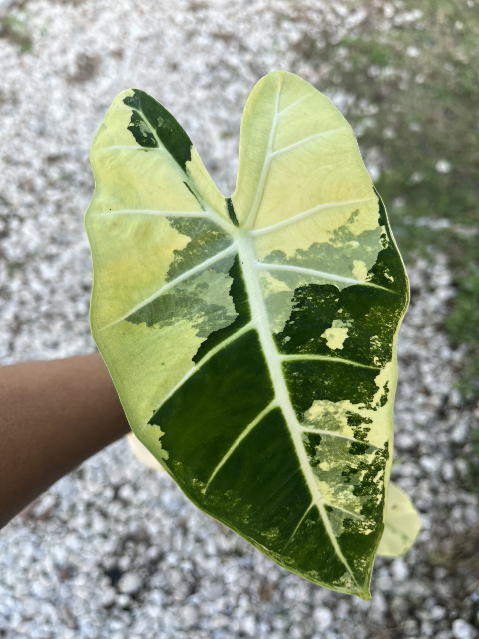 Alocasia Frydek Variegated CORMS ($6) from @Plantasmic