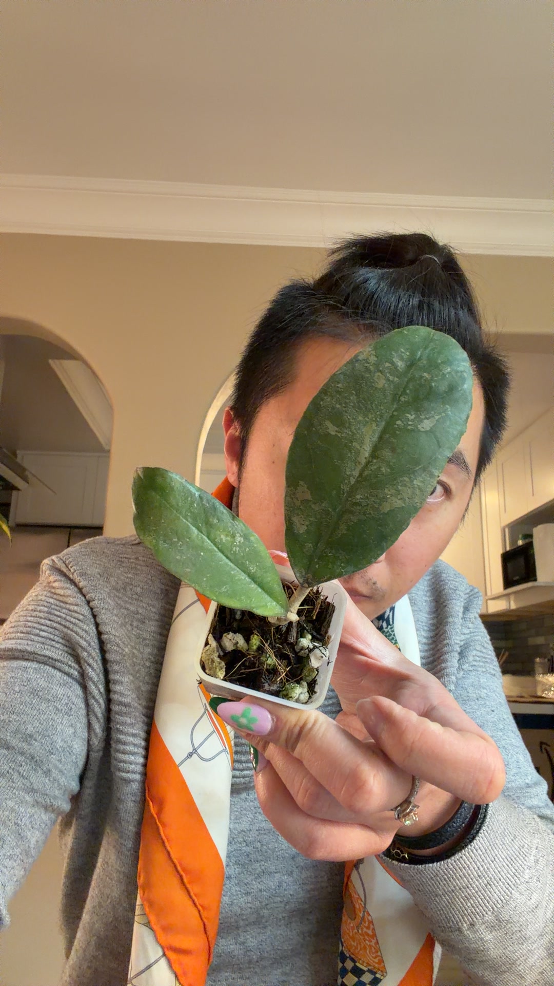 5989 Hoya AH0001 sunstress orange ($50) from @PlantZaddyTherapy