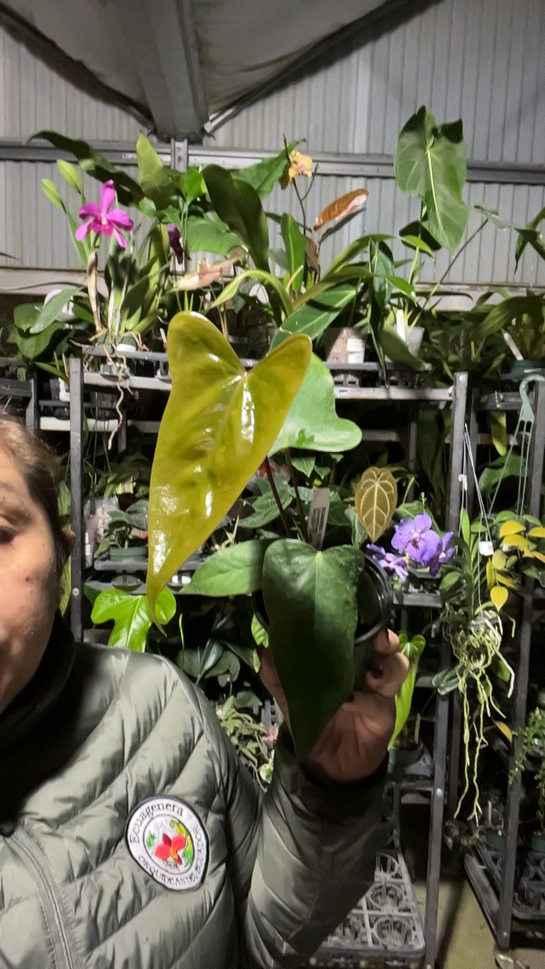 alocasia zebrina tigrina superba Alocasia Tigrina Superba variegated TC Plantlet Grower's Choice *In Stock* Acclimated (In Stock)