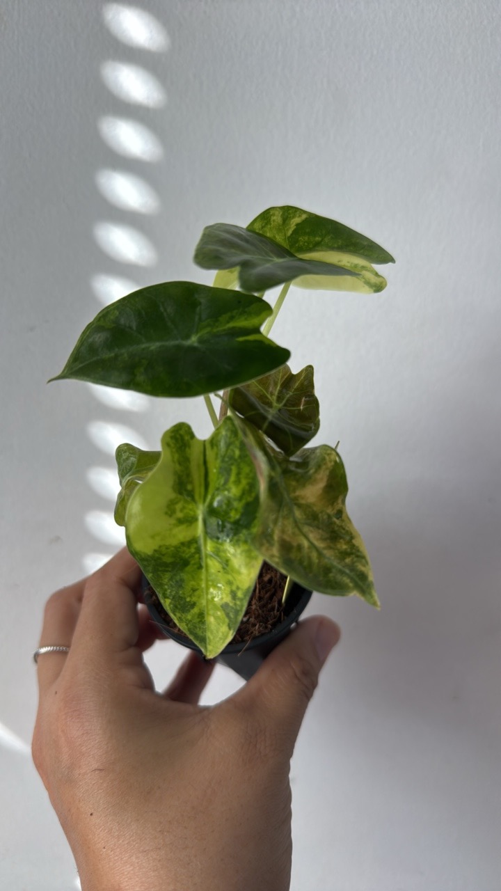 3713 Suhirmaniana aurea ($275) from @Plantae_Jungle