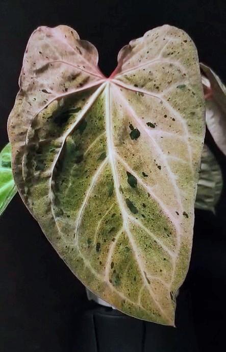anthurium variegated papi x (RC x aos) ($899) from