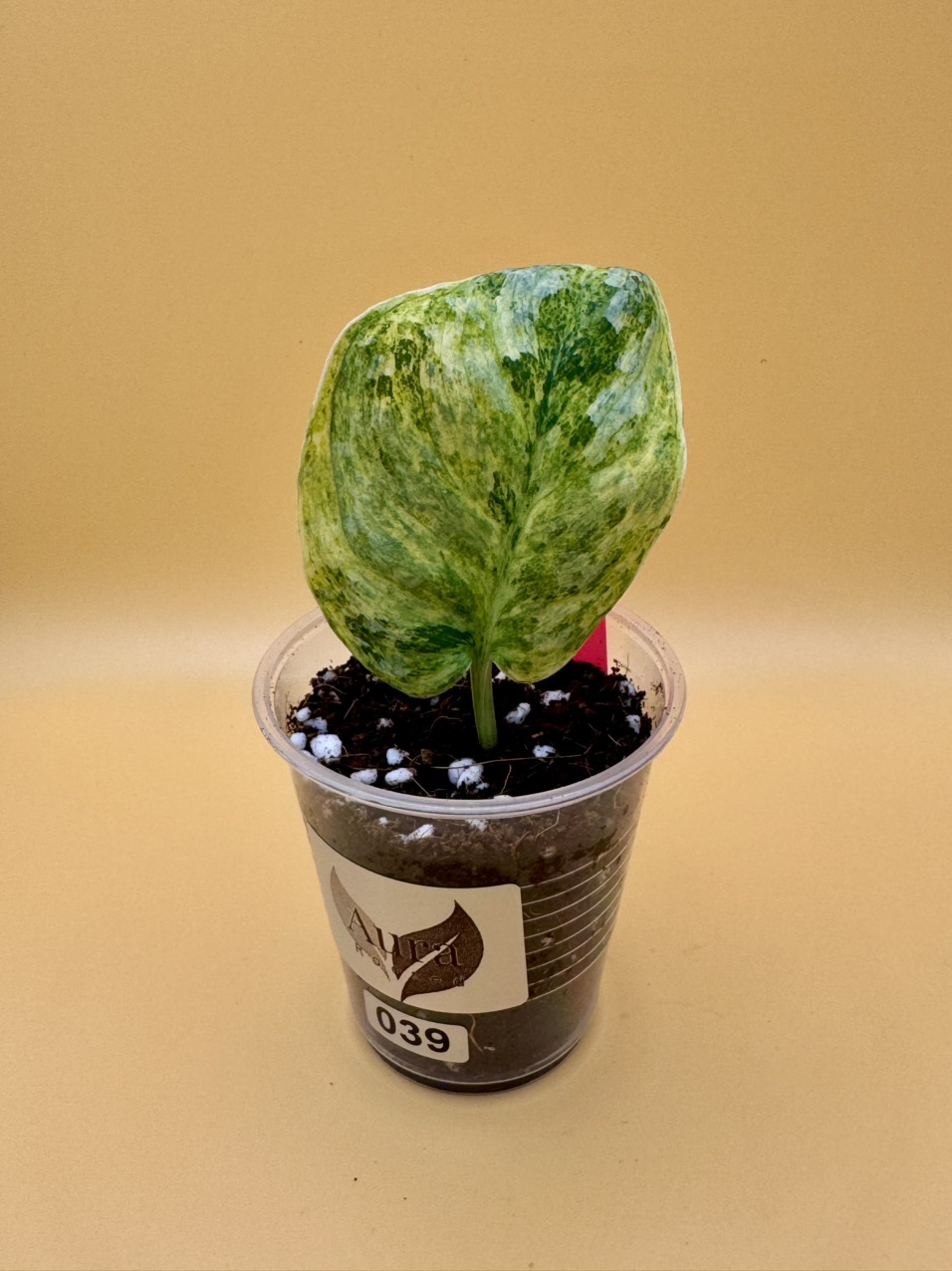 alocasia sanderiana bull aurea CORM ($55) from @AuraRooted