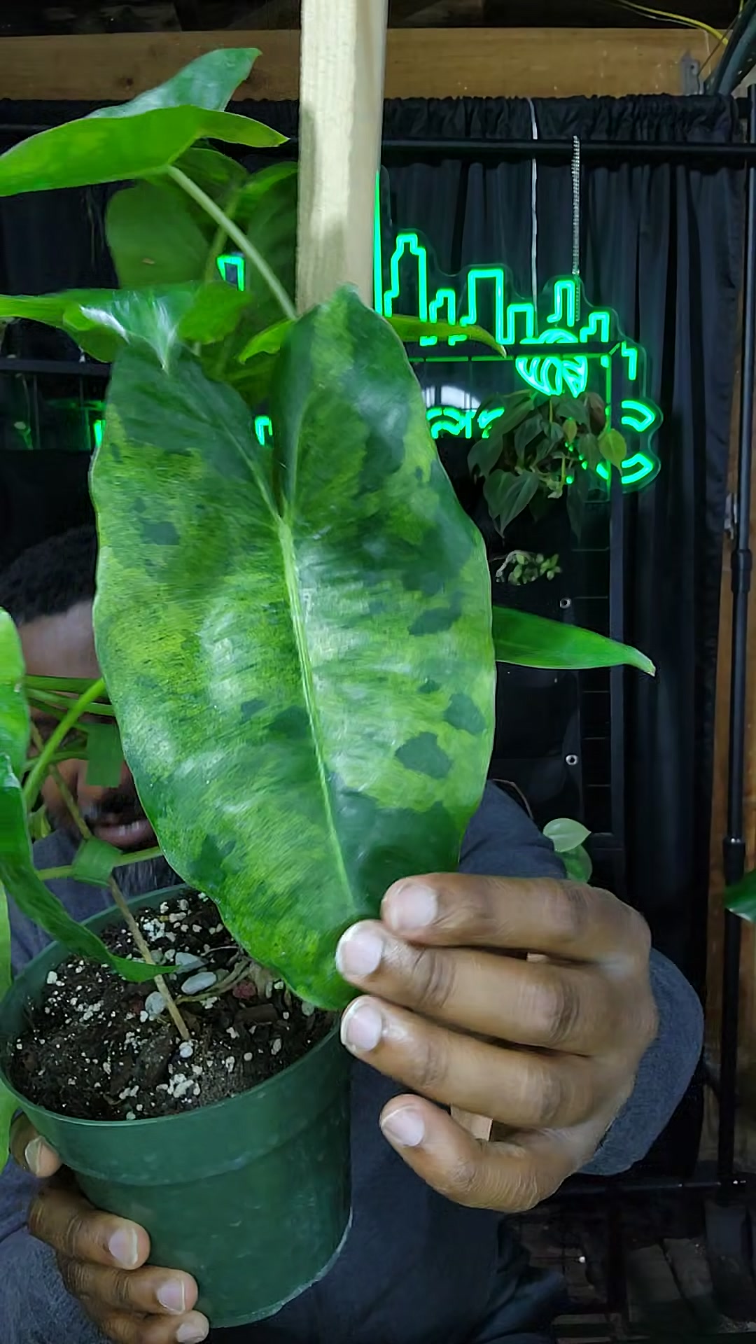 philodendron burle Marx indo mint ($125) from @Plantasmic
