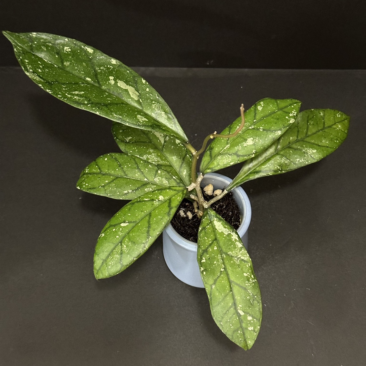 Hoya 'Momo' ($30) from @Casita_Mia_Creations