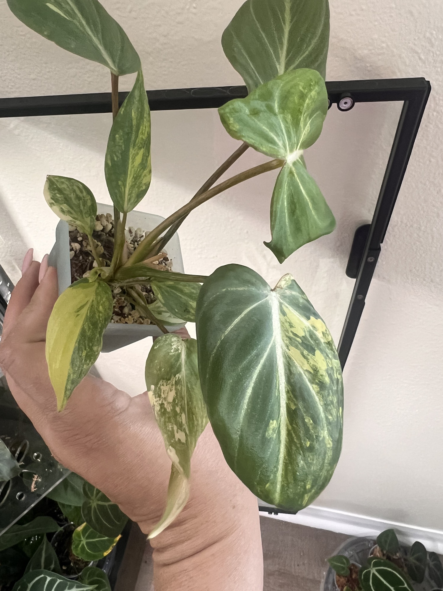 Anthurium Michelle x Crystallinum ($20) from @MrsPlantMami