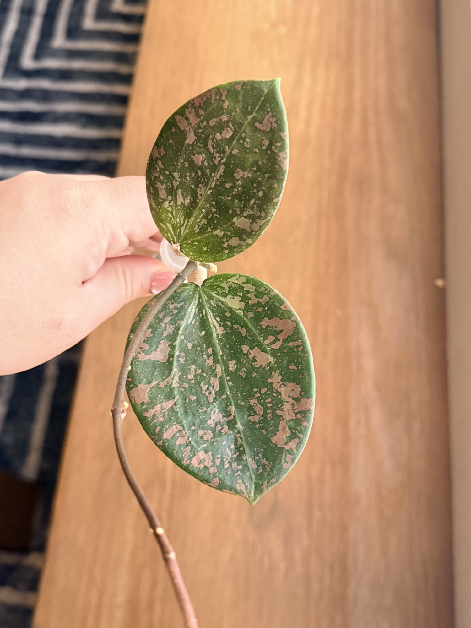 Hoya 'Madara' Snow Angel unrooted cutting ($265) from @ChibbyPlants