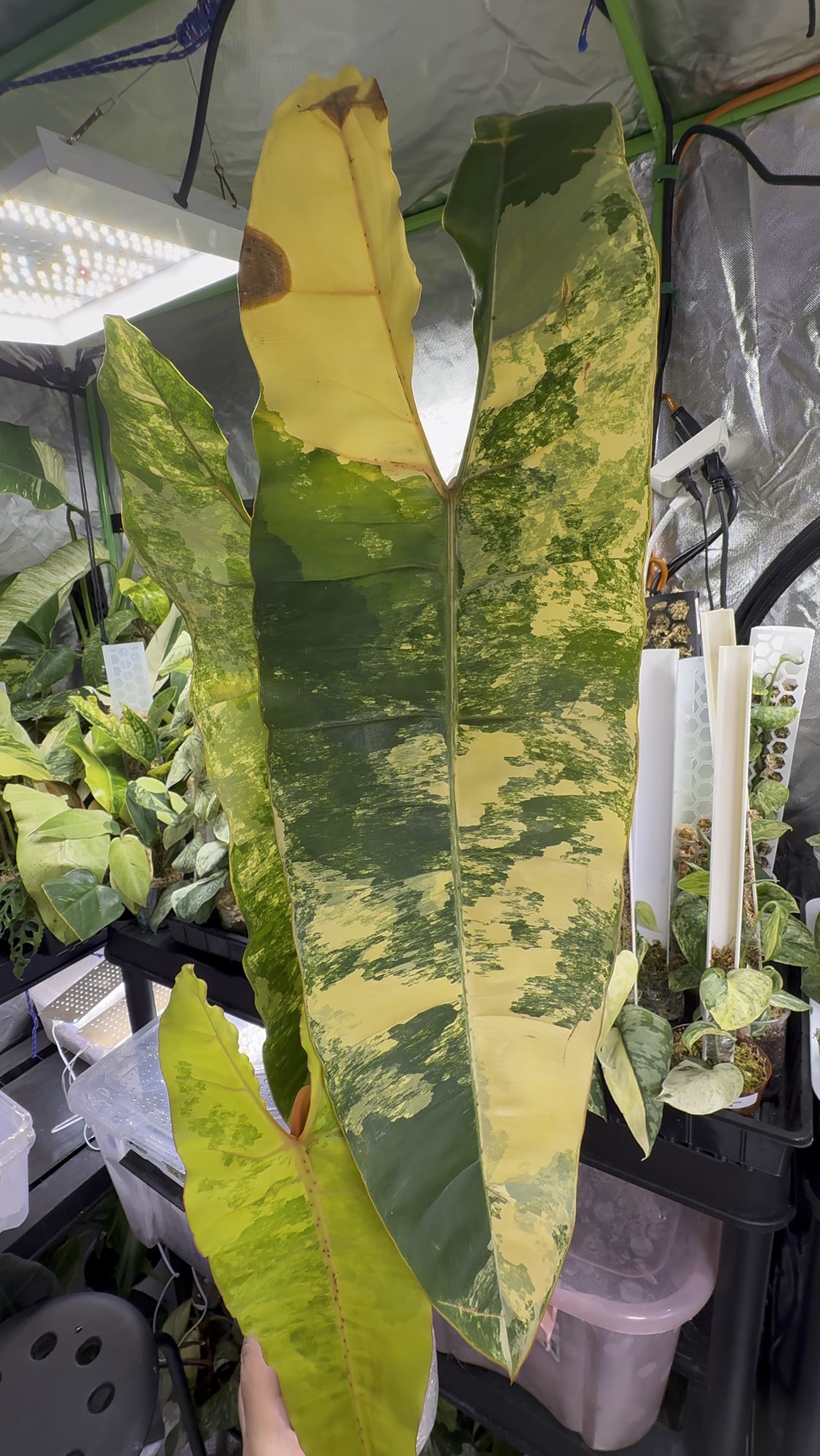 Yourplantycorner's shop