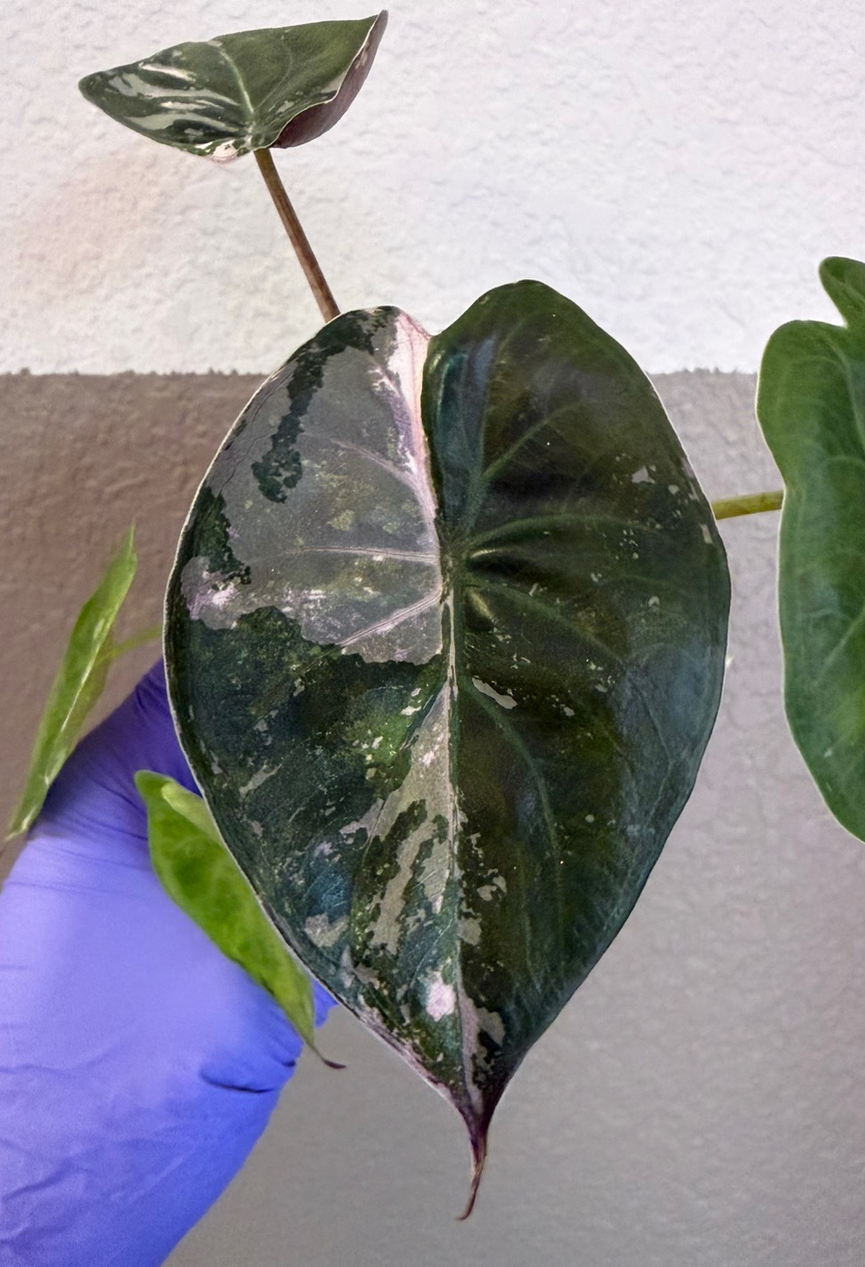 De Beer Blue Alocasia ($700) from @MonsterasAndPlants