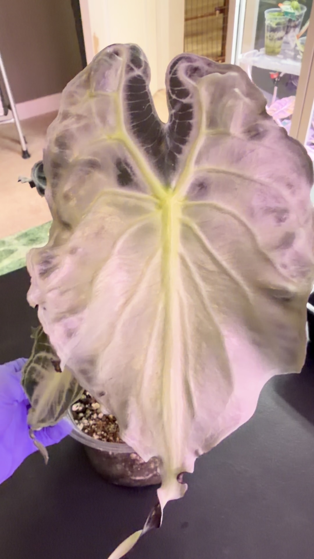 De Beer Blue Alocasia ($700) from @MonsterasAndPlants