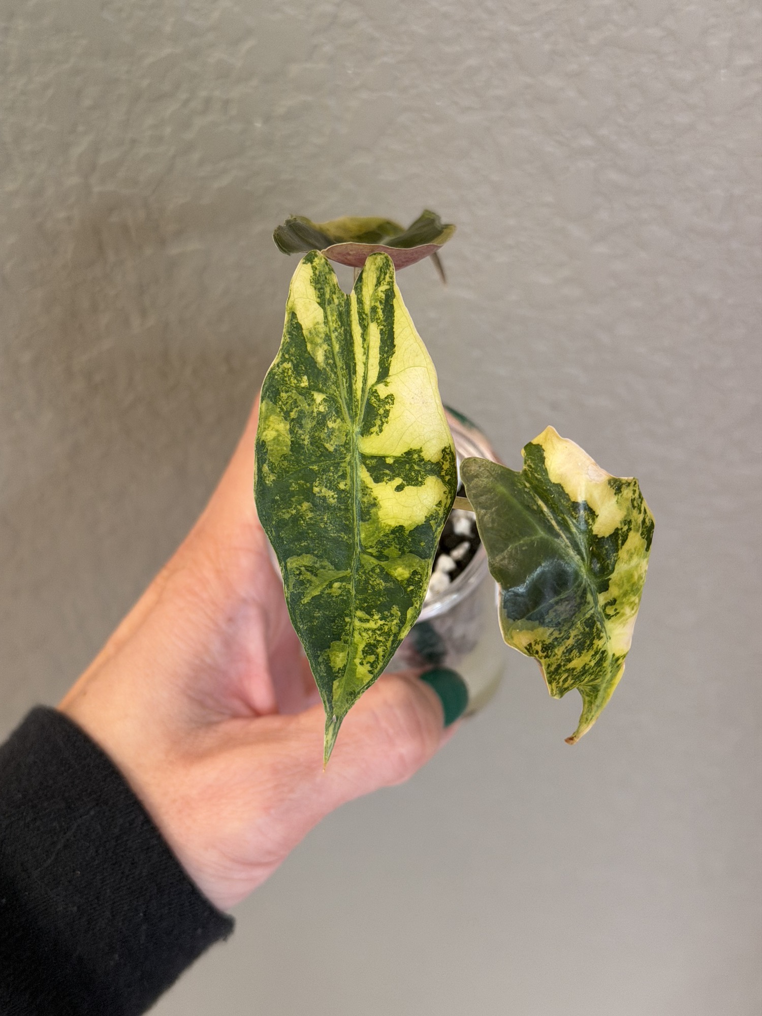 De Beer Blue Alocasia ($700) from @MonsterasAndPlants