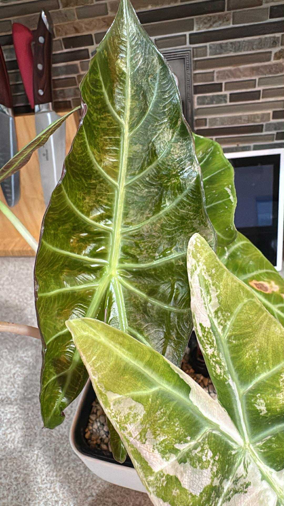 undefined's collection