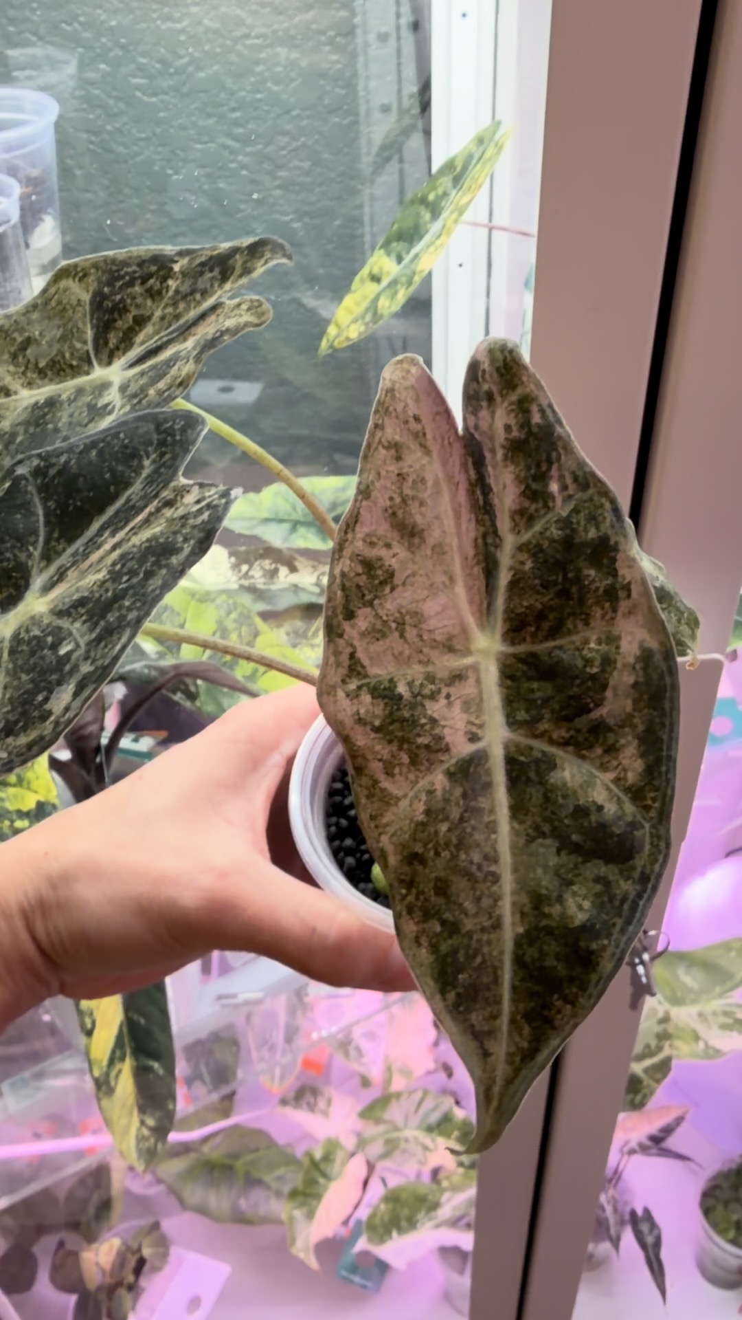 De Beer Blue Alocasia ($700) from @MonsterasAndPlants