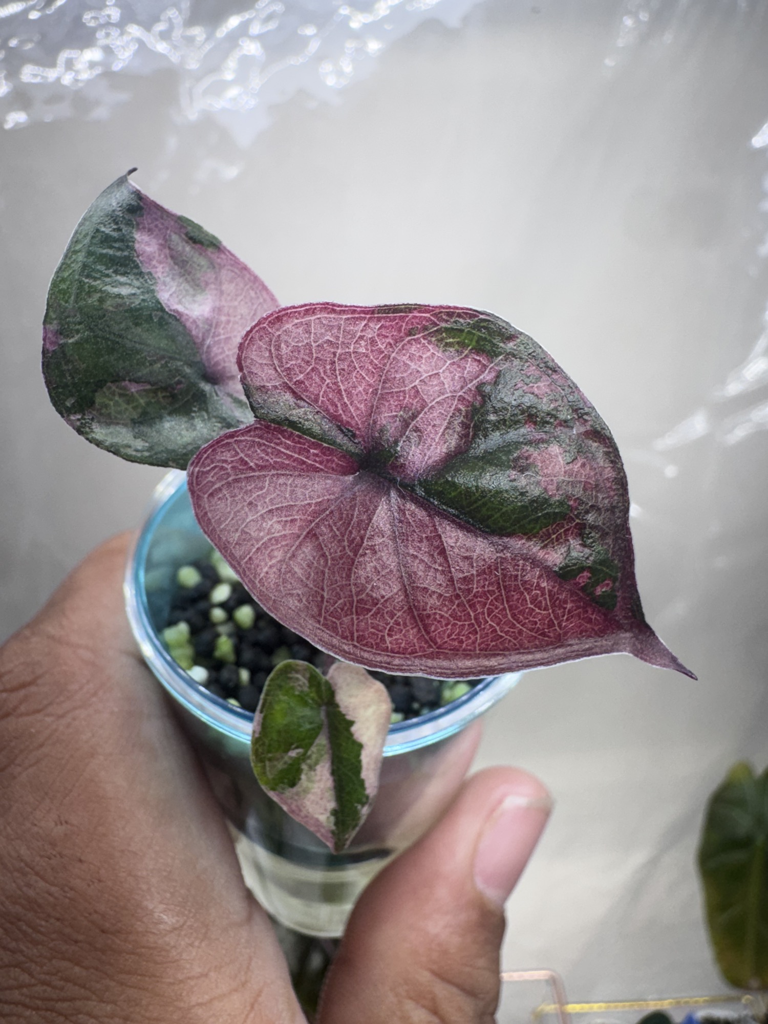 Anthurium Dorito Port X Leland Port ($195) from @BirdyBluBotanicals