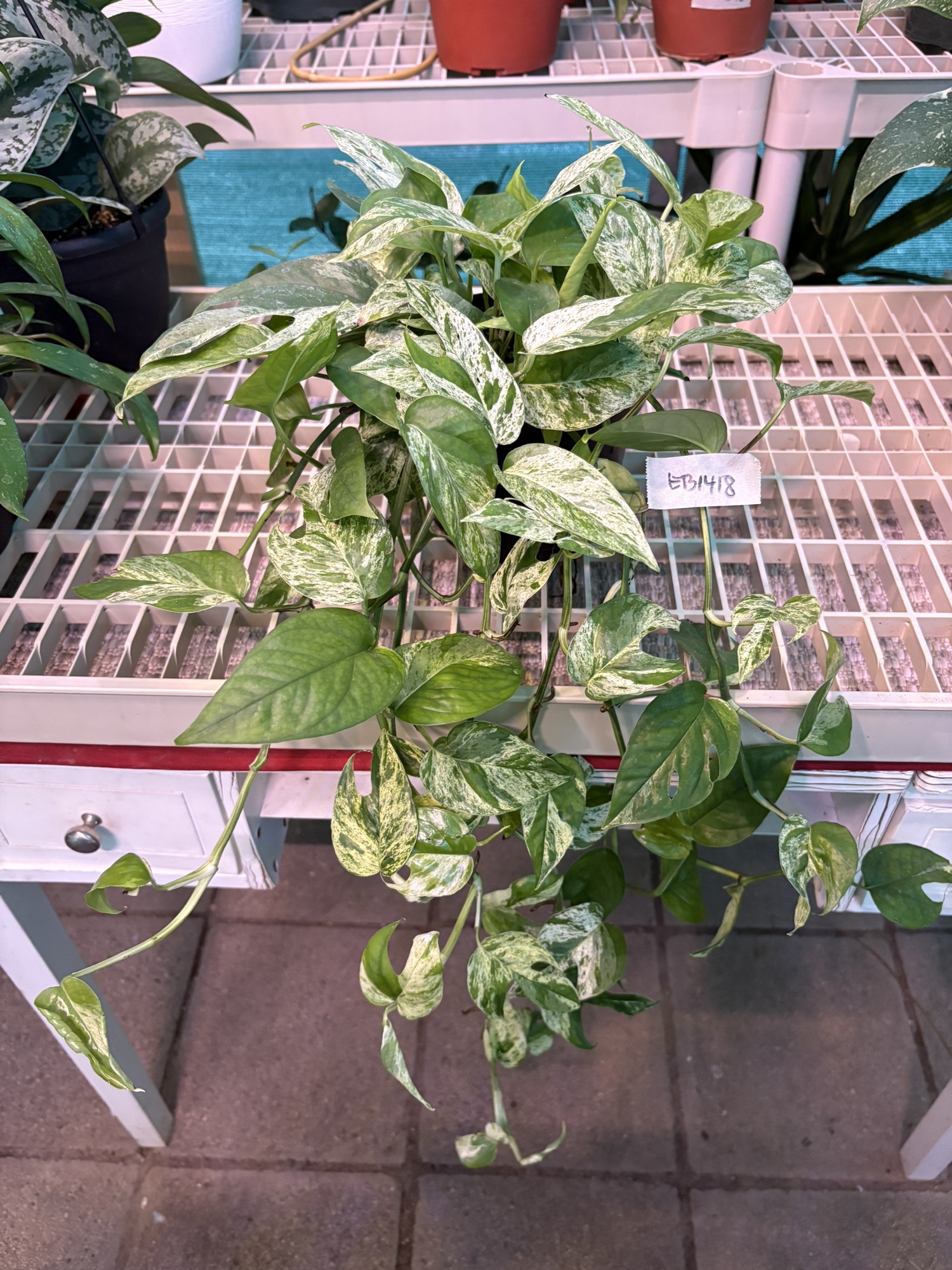 EB1418 Pothos Split Leaf Glacier 6 ($30) from @Greenangels