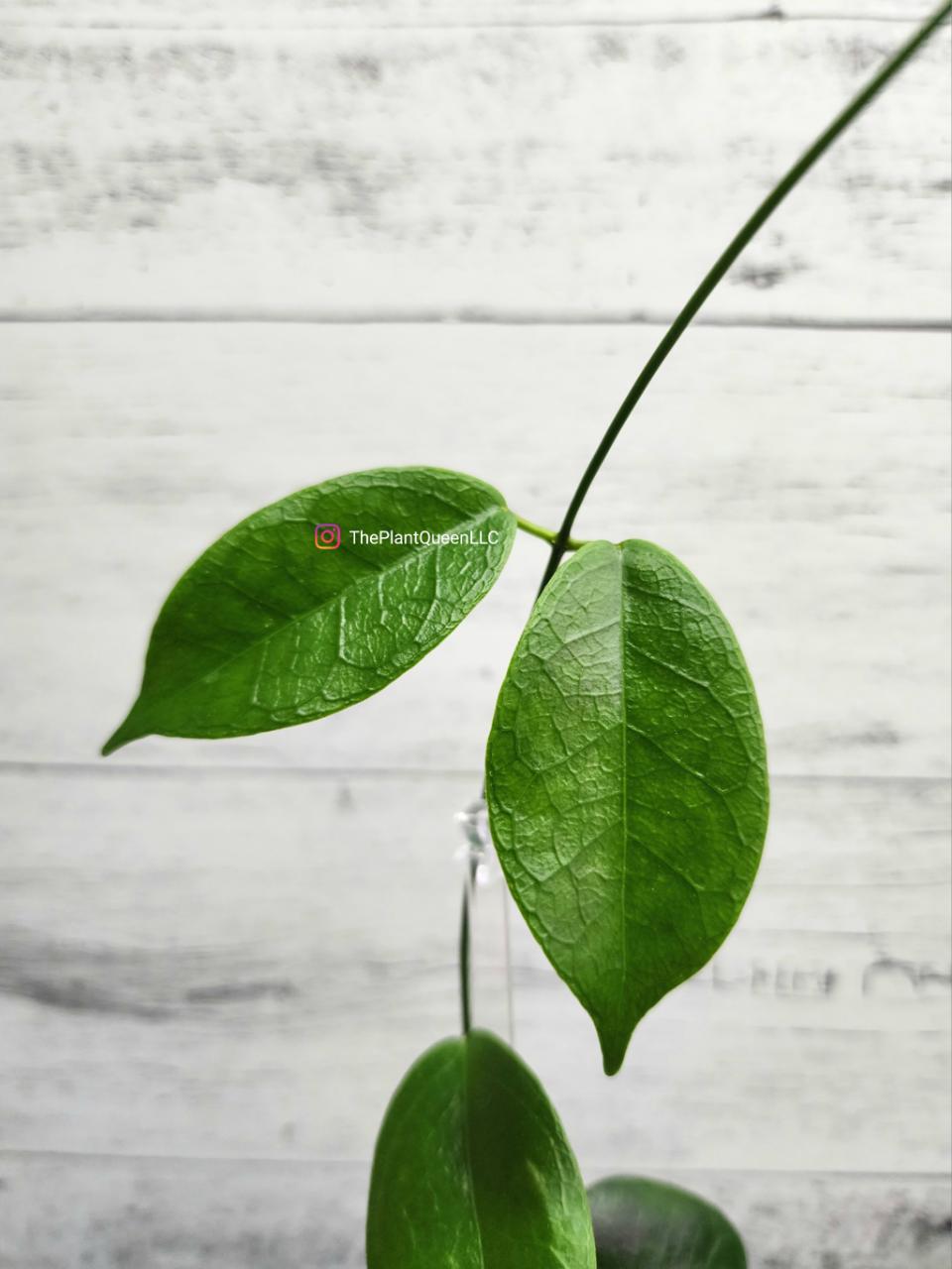 Hoya desvoeuxensis ($68) from @ThePlantQueen