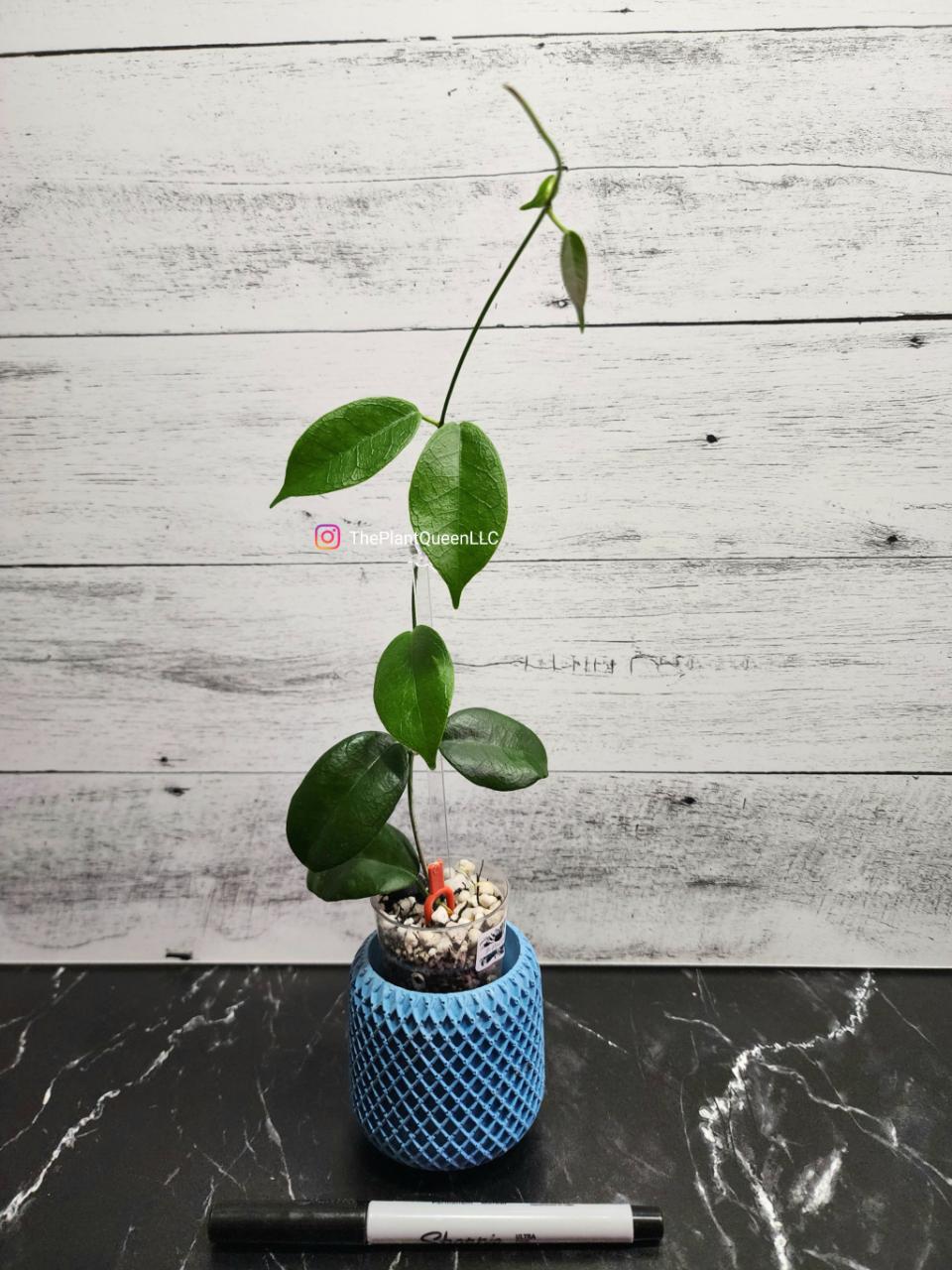 Hoya desvoeuxensis ($68) from @ThePlantQueen