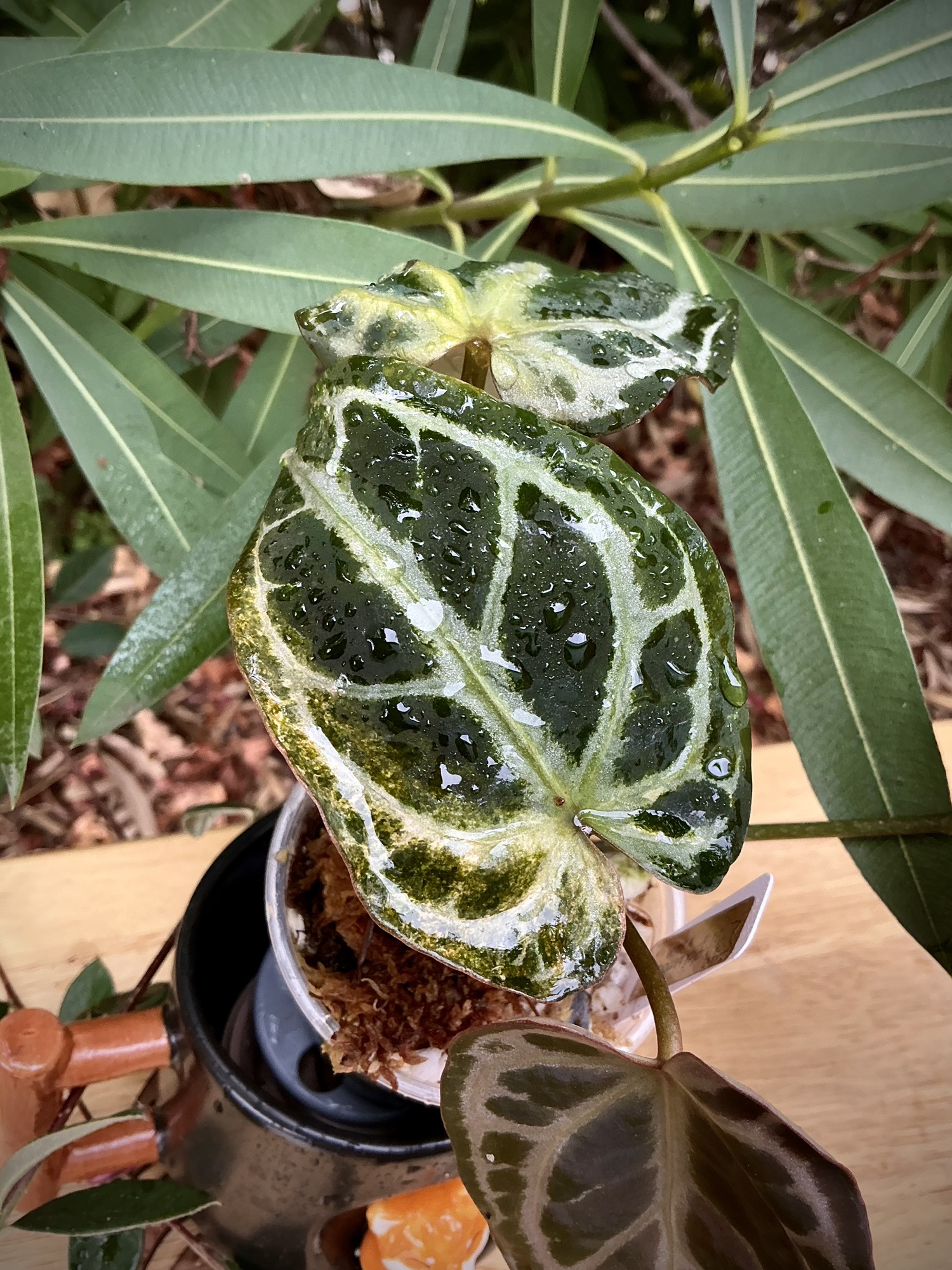 Possibly Reverting Var Pink Lemonade x Black Widow Michelle 0262 B