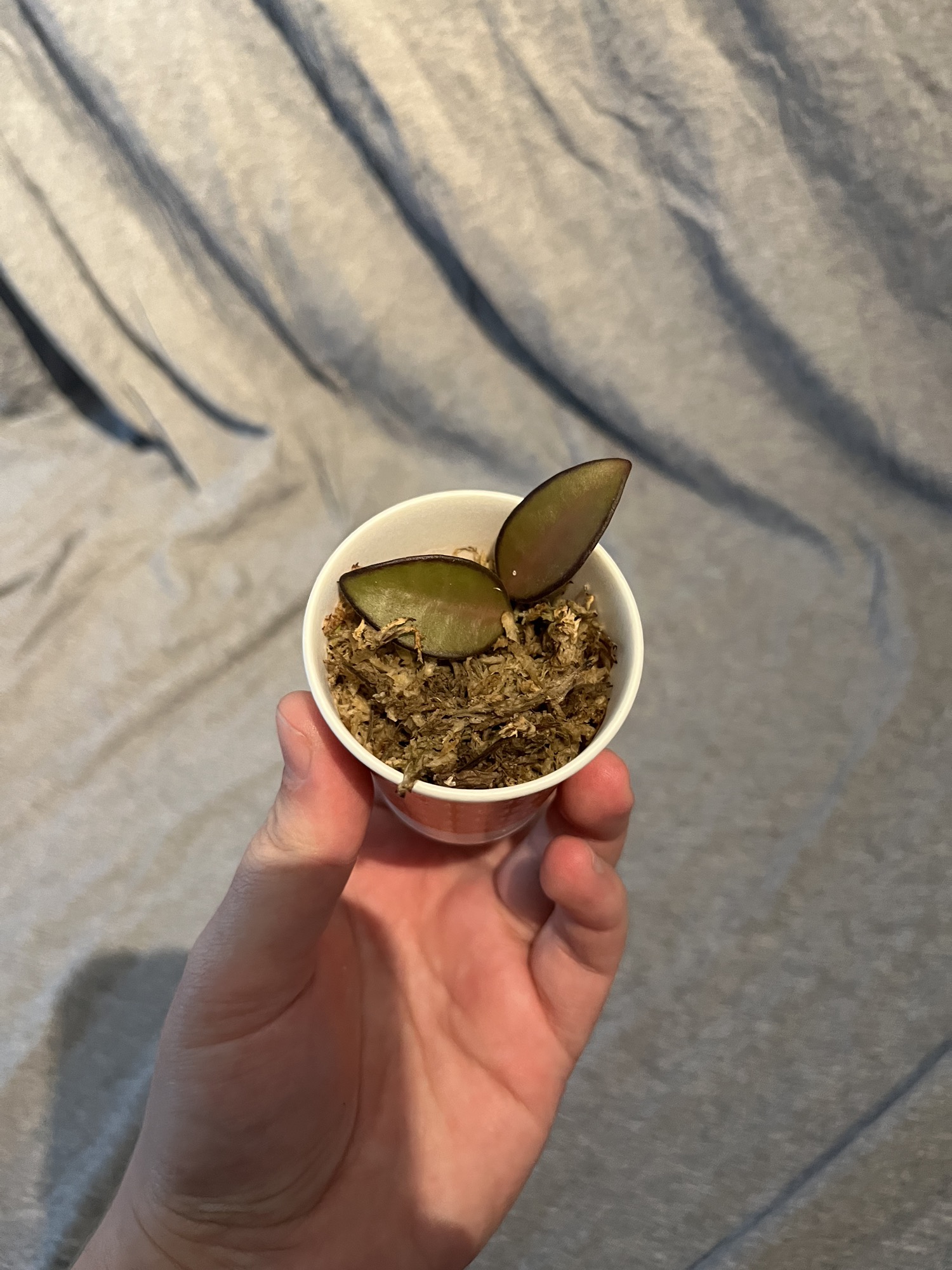 Hoya Adrift ($7) from @Emily.over