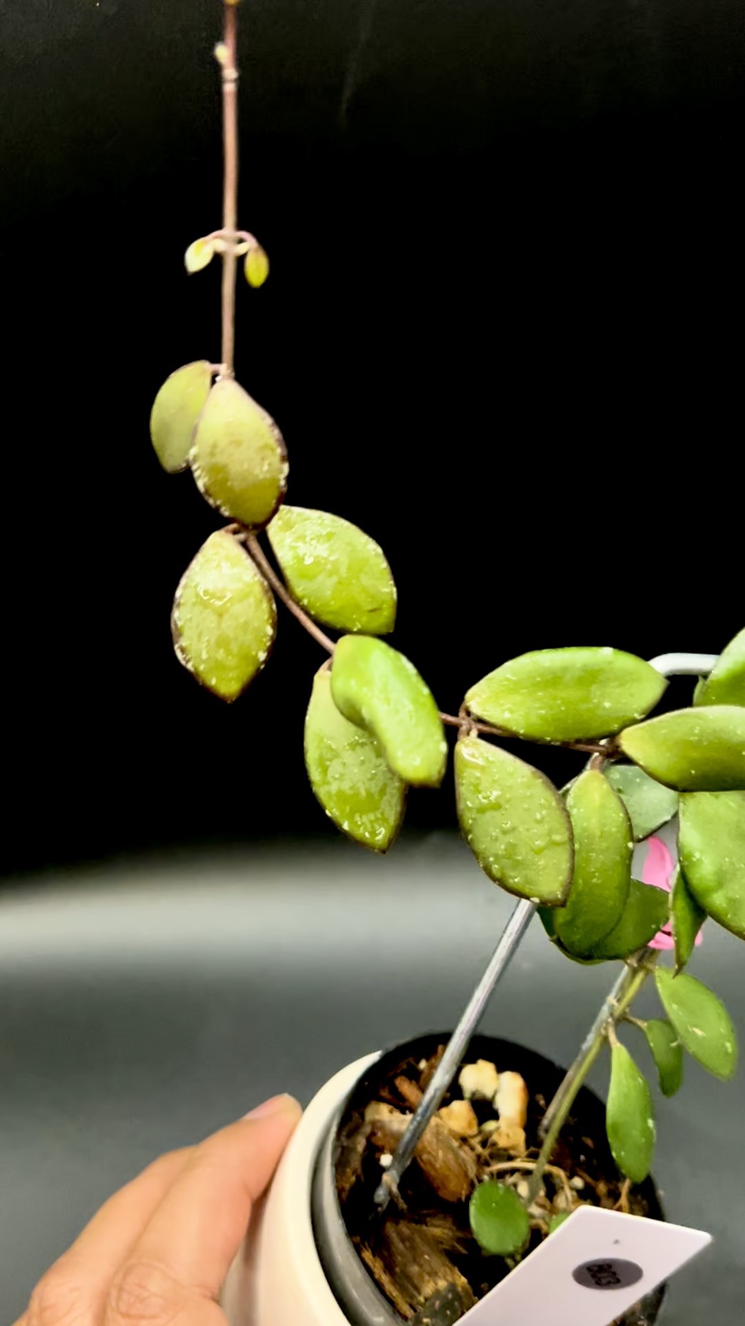 Hoya Kalimantan Mini Coin ($25) from @HelloBeautifulThing