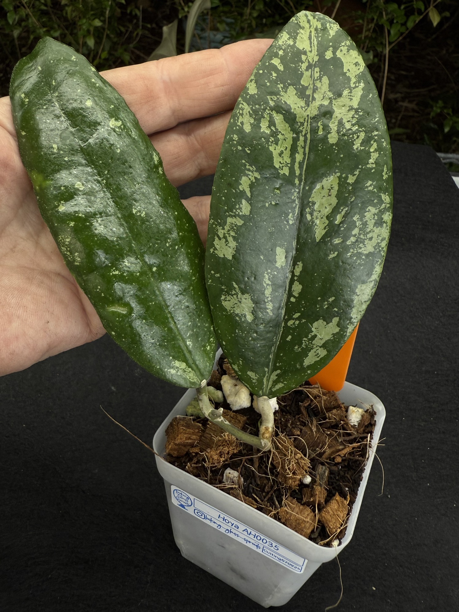 40 Hoya AH-0035 ($30) from @LookingGlassSprouts
