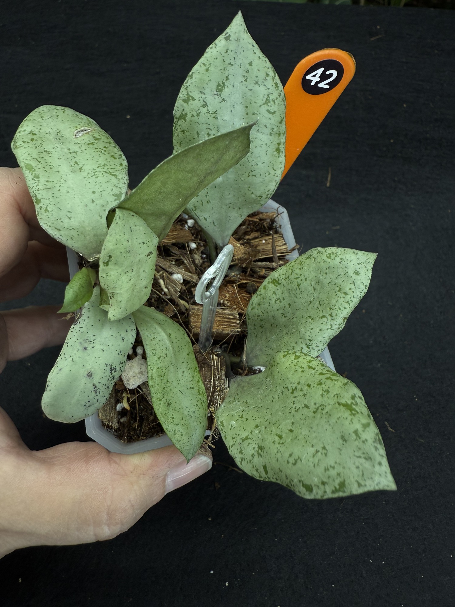 42 Hoya lacunosa Solongok ($30) from @LookingGlassSprouts