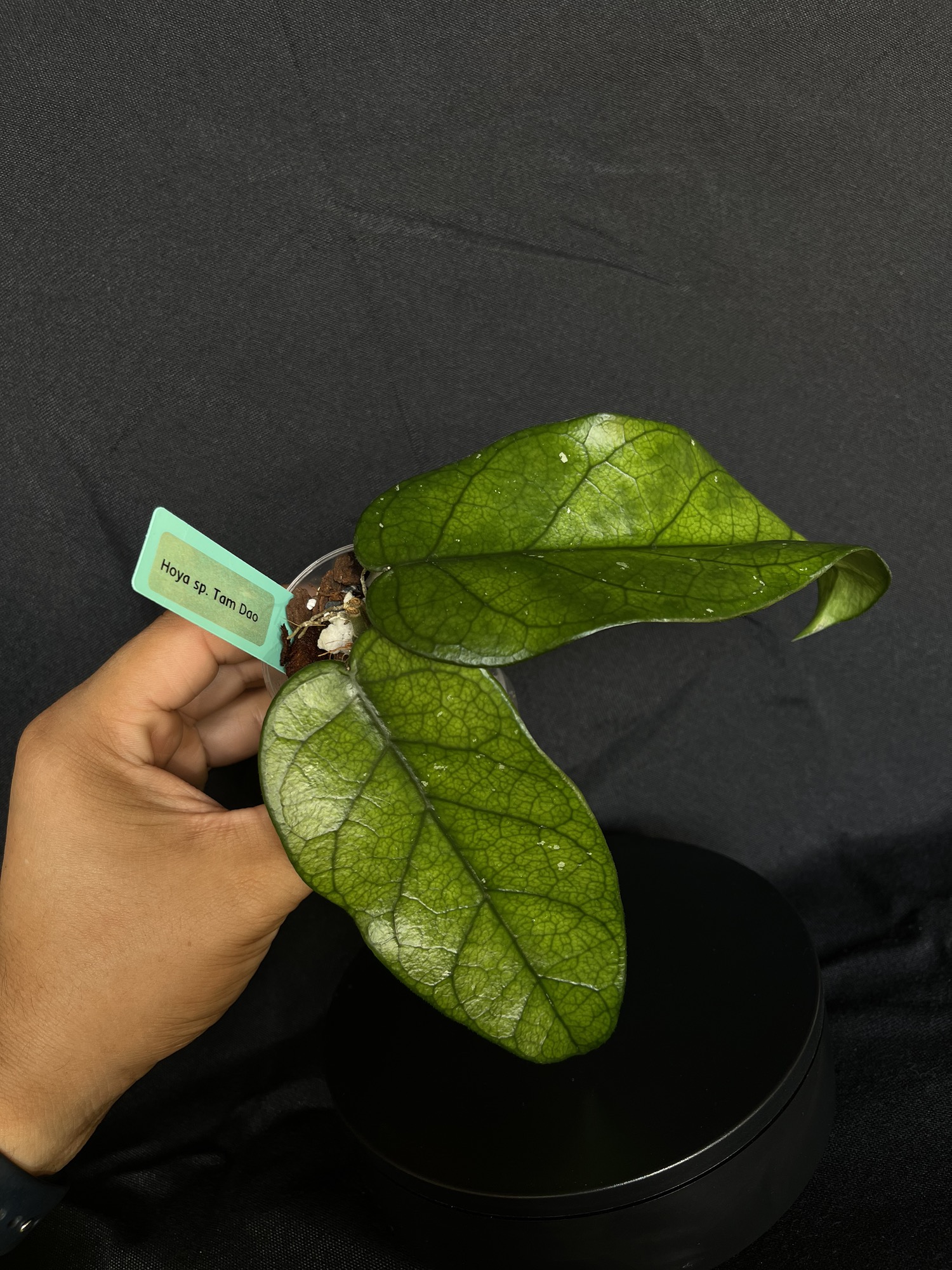 p様　HOYA2種 Hoya Fungii x Pubicalyx Hybrid 6