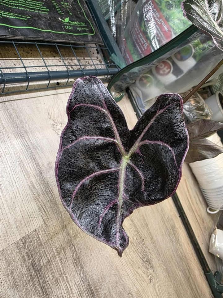 Alocasia Black Satun Pink Bone *Corm only* veins stay pink ($248