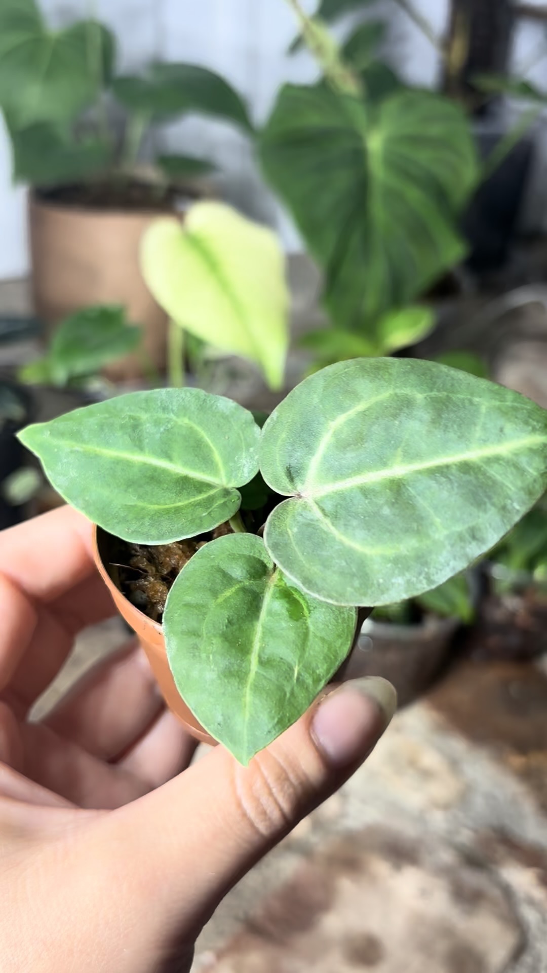 anthurium wonderboy x michelle ($40) from @plantKEmistry
