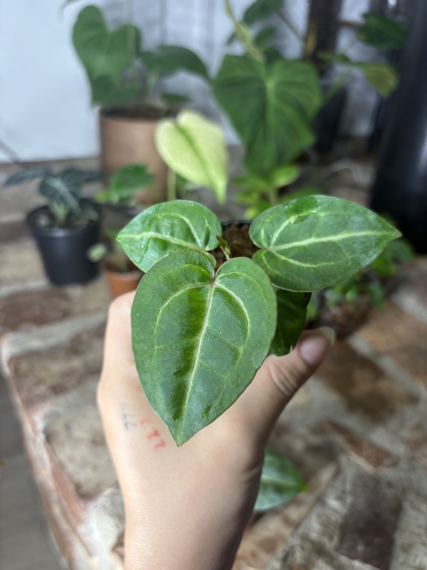 anthurium wonderboy x michelle ($40) from @plantKEmistry