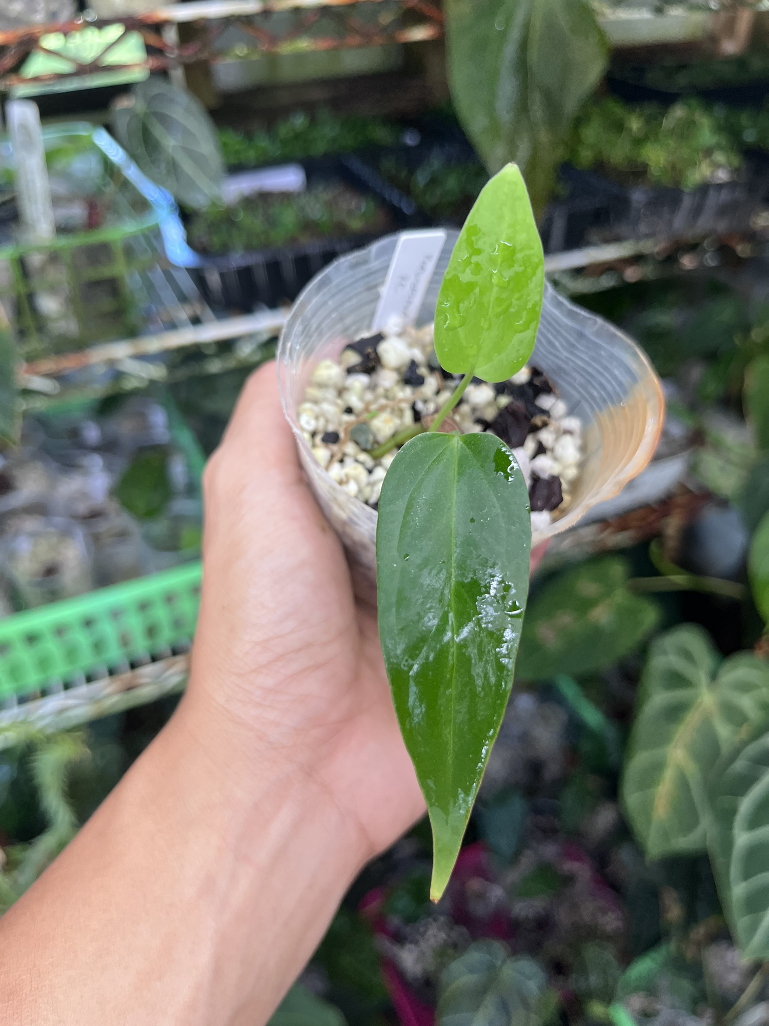 Anthurium Rotundatum x Red Crystallinum division ($45) from