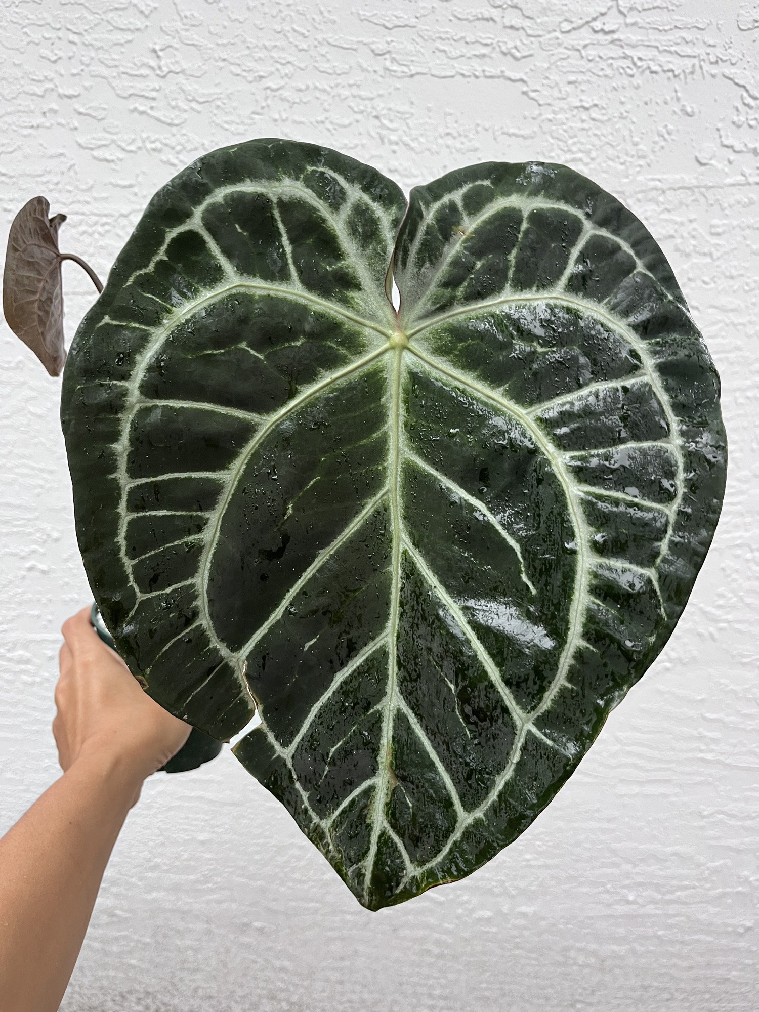 Flowering Anthurium SKG Grey x (Black Widow x Michelle) ($165