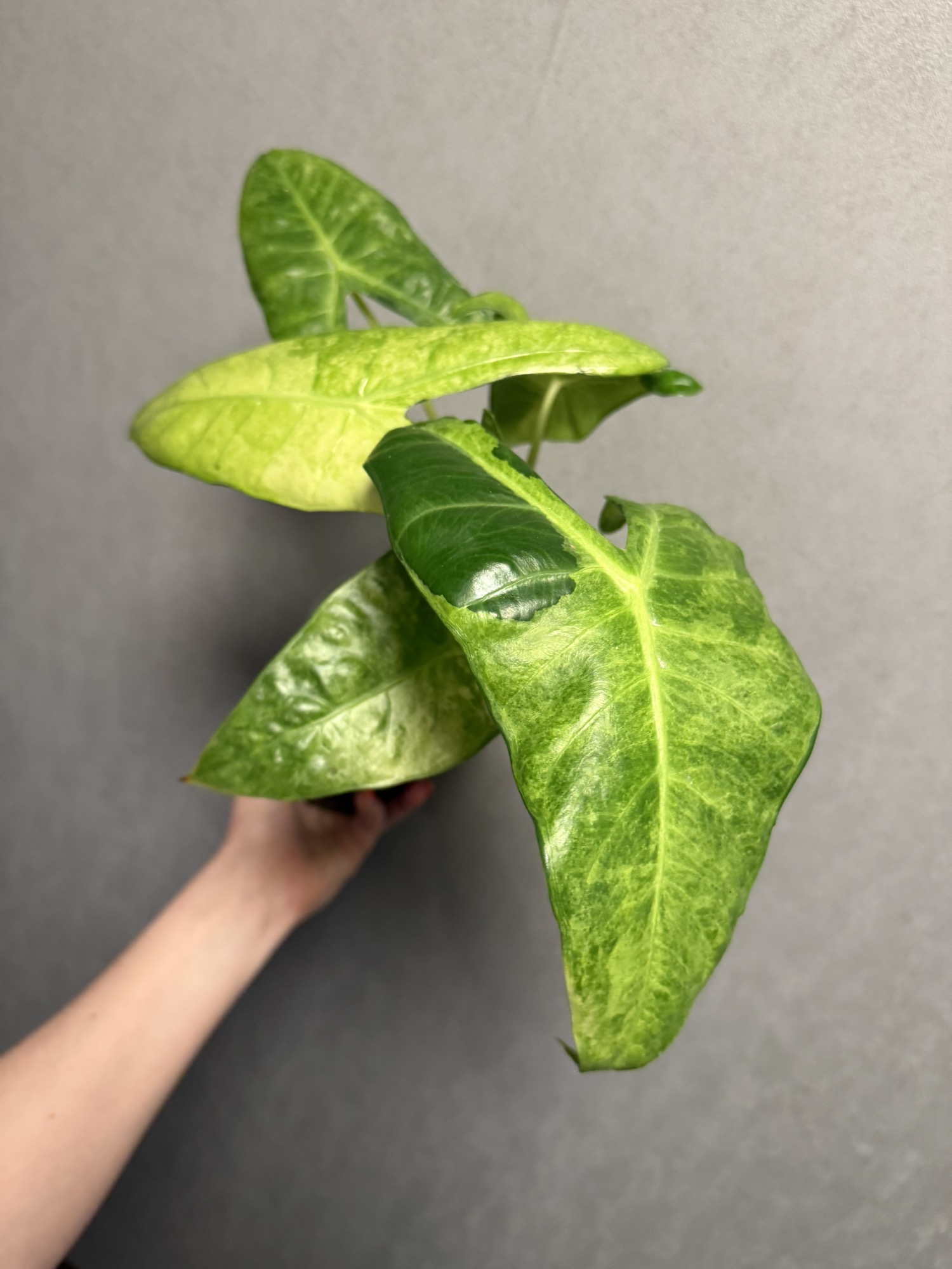 Alocasia Longiloba Lava Mint *CORM ONLY* ($107) from @WeirdlyGreenLLC