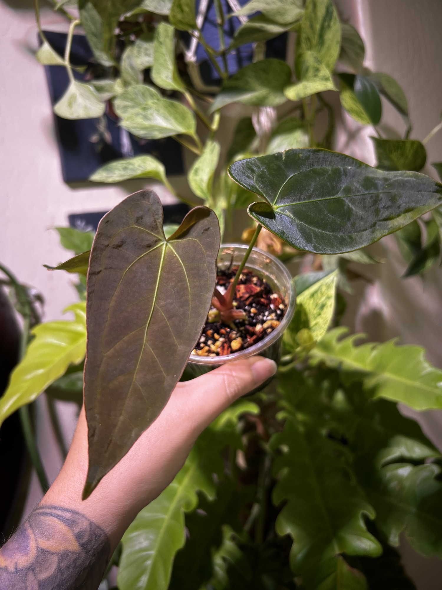 Anthurium Velvet Mask X (LLxB x AOS) #46 ($40) from @A.Pop.of.Green