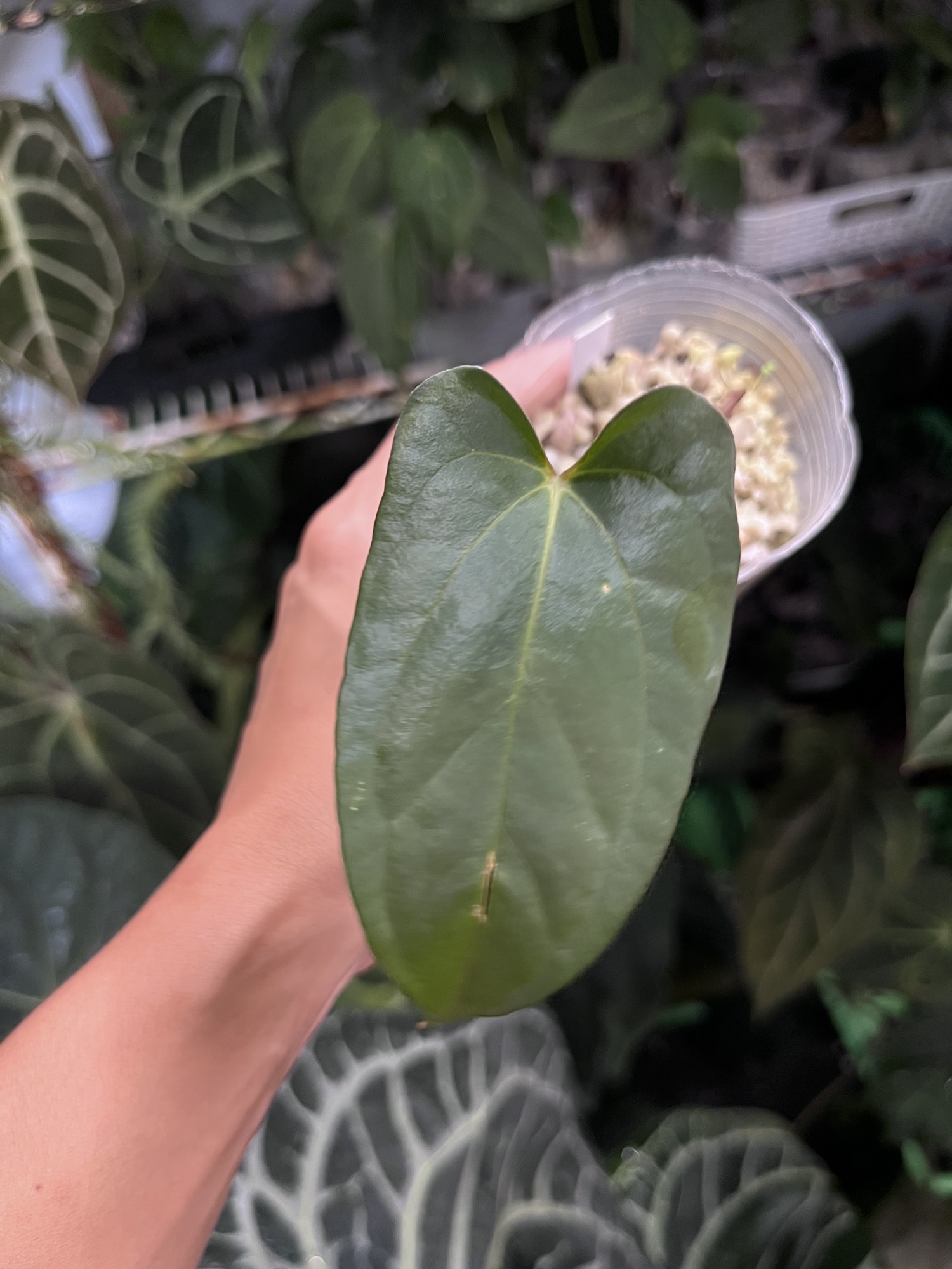 ルーカス　レア　ポラロイド Anthurium Carlablackiae x Soul Reaper division ($70) from