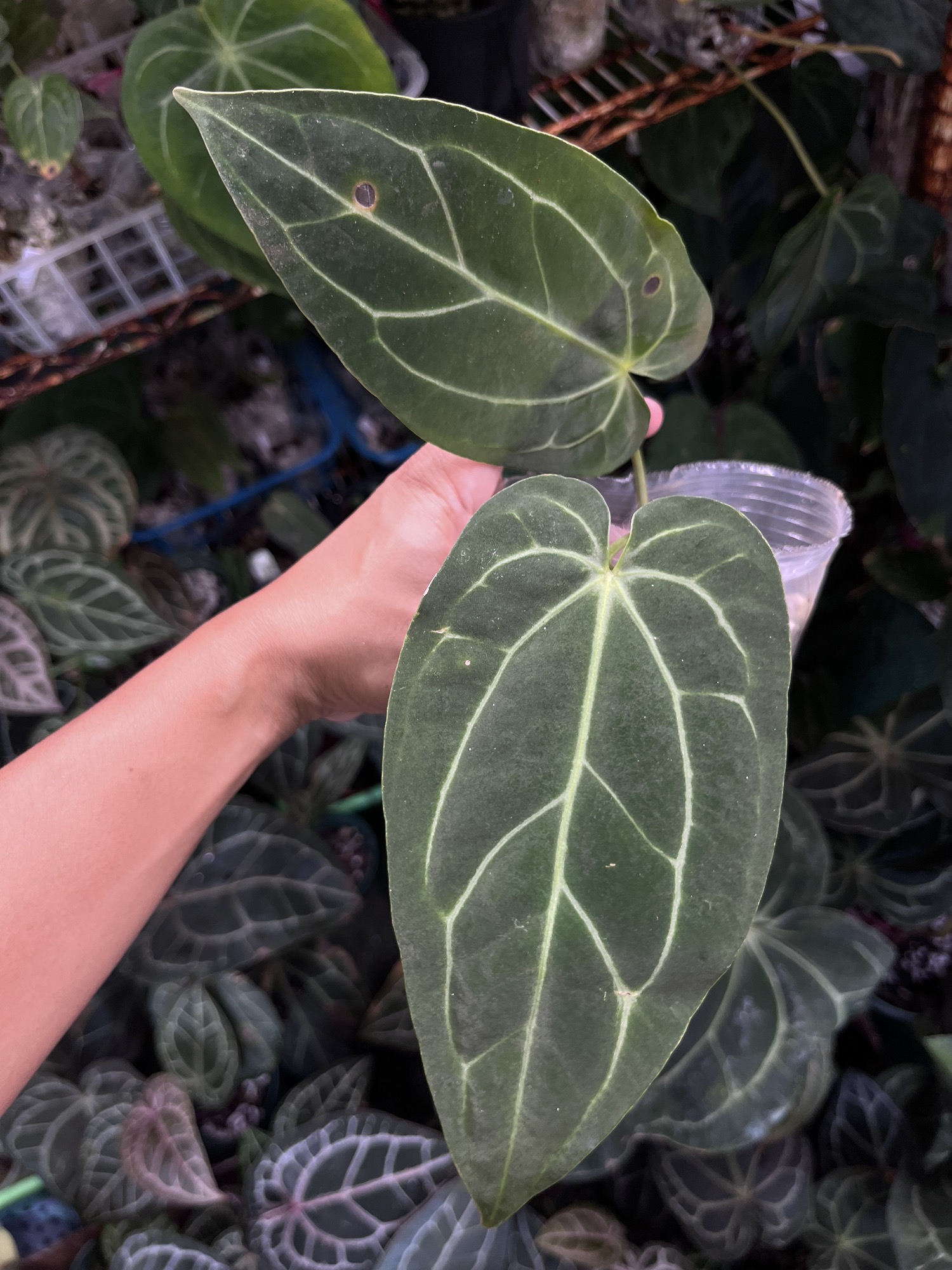 Anthurium Carlablackiae x Portillae from RA ($70) from
