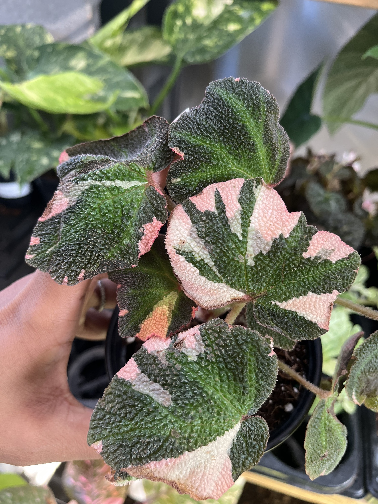 Begonia Soli Mutata Variegated ($120) from @Plantasmic